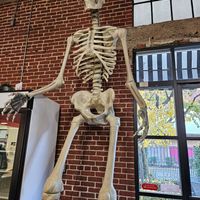 Tall Skeleton :D at Plant Slayer in Fresno