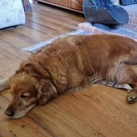  at Nab Cottage in Bexhill