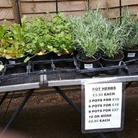 Herbs. What are in a pot. at Farmers Market - Wimbledon Park in South West London