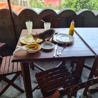 dinner for one - expect cute cats at Lukmaan in Zanzibar