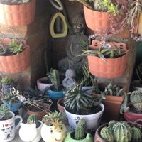   at Panza Llena Corazón Contento in San Jose Del Cabo