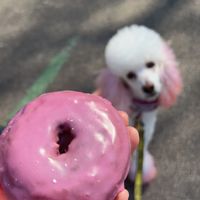   at The Vegan Doughnut Company in Lakewood