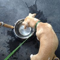 Great for bringing my puppy :) at Flower Child in The Woodlands