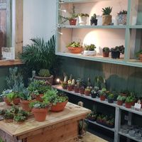 Cactus plant at Esteva in Lisbon