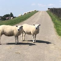 Walking around  at Vegotel in Blije