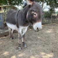  at Friend Farm Animal Sanctuary in Tonbridge