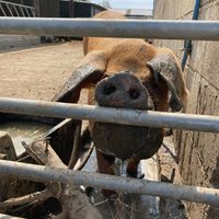  at Friend Farm Animal Sanctuary in Tonbridge