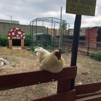 Wee chicken. at Friend Farm Animal Sanctuary in Tonbridge