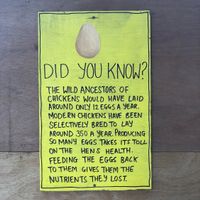 The truth about eggs. at Friend Farm Animal Sanctuary in Tonbridge