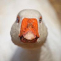 Wherever you go, Goosius the guard goose will be watching you ;O) at Friend Farm Animal Sanctuary in Tonbridge