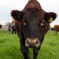 Rosie, the matriarch of the cows (And pretty much everyone) turns 21 in 2019. at Friend Farm Animal Sanctuary in Tonbridge