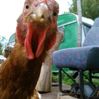 The birds will likely be some of the first residents to greet you :O) at Friend Farm Animal Sanctuary in Tonbridge