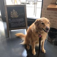 Dogs are welcome! Luna loves Switchyard. at Switchyard Brewing Company in Bloomington