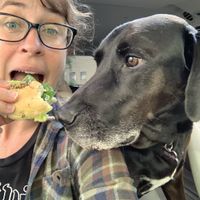 Roscoe would like to share my BBC bagel sandwich… 🐶🥯😹  at Bloomington Bagel Company in Bloomington