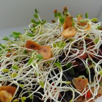 Black Eyed Toast at Juicery Plus - E Main St in El Paso