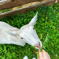   at Horska Chata Antarik in Francova Lhota