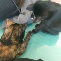 Two of the cats that have since been adopted! at Regal Cat Cafe in Calgary