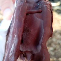 Inbetweener Chocolate - Chestnut at Veganista Ice Cream VII in Vienna