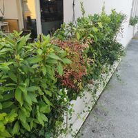 Terrace had lots of nice plants at Kat's Kitchen Brunch Club in Split