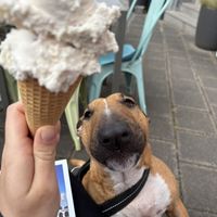 Sorte Bienenstich und weiße Schokolade in Veganer Waffel  at Dolomiddi in Nuremberg
