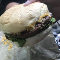 Mustard tiger at 3 Dot Dash in Tampa