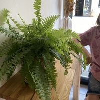 Ambiance   at Dauns in East London