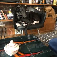 Lovely dog  at L'Alchimiste in Brussels