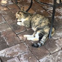 Resident patio cat   at Veganautas Smoothie Bar in Loreto