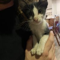 Owners kitten   at Kapphet Vegan in Vang Vieng