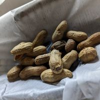 Complimentary boiled peanuts at grow fresh local food in Macon