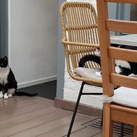 Interior & inhabitants at Pluk Cats & Coffee in Maastricht
