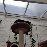 Interior at Pluk Cats & Coffee in Maastricht