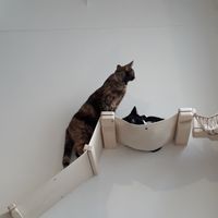 Aaaah at Pluk Cats & Coffee in Maastricht