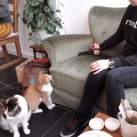 So sweet at Pluk Cats & Coffee in Maastricht