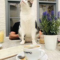 Just lovely😊 at Pluk Cats & Coffee in Maastricht