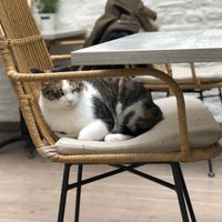   at Pluk Cats & Coffee in Maastricht