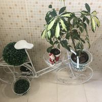 Plant bicycle  at Izzy's Market Vegetarian Boutique in Vila Do Bispo