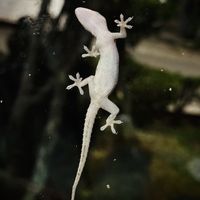 We loved watching the cute geckos climbing on the windows 🦎   at ROM Vegetarian Restaurant in Hoi An
