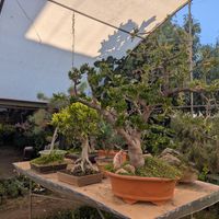 Greenhouse at Blooming Onion - Moctezuma in Guadalajara