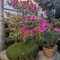 Greenhouse at Blooming Onion - Moctezuma in Guadalajara