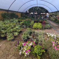 Greenhouse at Blooming Onion - Moctezuma in Guadalajara