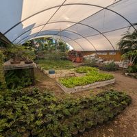 Greenhouse at Blooming Onion - Moctezuma in Guadalajara