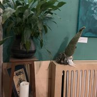   at no bones in Krakow