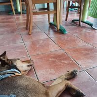 Pet-friendly at La Marmita Verde in Ponferrada