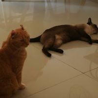  at Le Cattitude Cafe in Vientiane