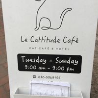 Cat cafe  at Le Cattitude Cafe in Vientiane
