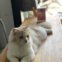 Cat at Le Cattitude Cafe in Vientiane