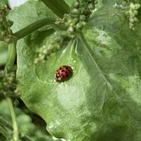 Gardens at Whitlenge Tea Room and Gardens in Hartlebury