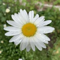 Gardens at Whitlenge Tea Room and Gardens in Hartlebury