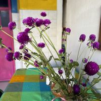   at La Vegana Garnacha in Guadalajara